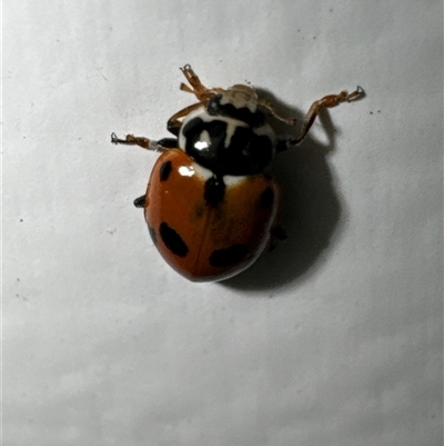 Hippodamia variegata (Spotted Amber Ladybird) at Aranda, ACT - 1 Dec 2024 by Jubeyjubes