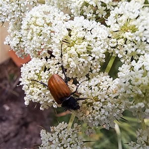 Phyllotocus rufipennis at Watson, ACT - 28 Nov 2024