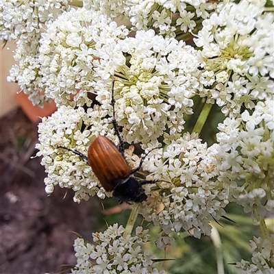 Phyllotocus rufipennis (Nectar scarab) at Watson, ACT - 27 Nov 2024 by abread111