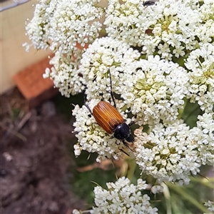 Phyllotocus rufipennis at Watson, ACT - 28 Nov 2024