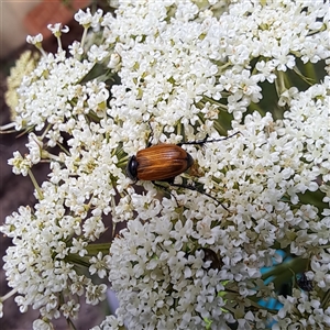 Phyllotocus rufipennis at Watson, ACT - 28 Nov 2024