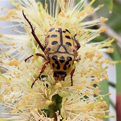 Neorrhina punctatum (Spotted flower chafer) at Wodonga, VIC - 1 Dec 2024 by KylieWaldon