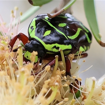 Eupoecila australasiae (Fiddler Beetle) at Wodonga, VIC - 30 Nov 2024 by KylieWaldon