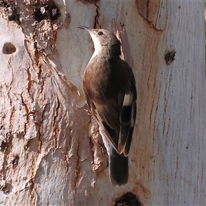 Cormobates leucophaea at Splitters Creek, NSW by KylieWaldon