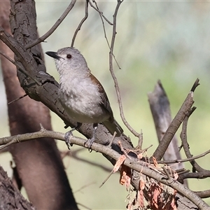 Colluricincla harmonica at Splitters Creek, NSW by KylieWaldon