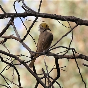 Ptilotula penicillata at Splitters Creek, NSW by KylieWaldon