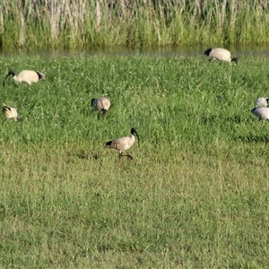 Threskiornis molucca at Kaleen, ACT - 1 Dec 2024 07:07 PM