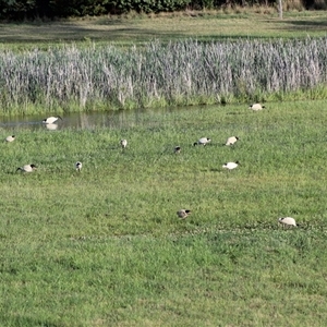 Threskiornis molucca at Kaleen, ACT - 1 Dec 2024 07:07 PM