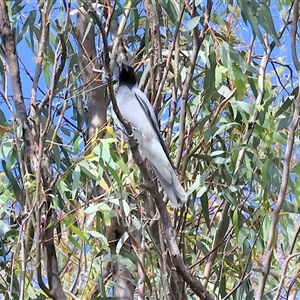 Coracina novaehollandiae at Splitters Creek, NSW by KylieWaldon