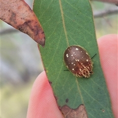 Paropsis aegrota (Eucalyptus Tortoise Beetle) at Bungendore, NSW - 1 Dec 2024 by clarehoneydove