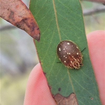 Paropsis aegrota (Eucalyptus Tortoise Beetle) at Bungendore, NSW - 1 Dec 2024 by clarehoneydove