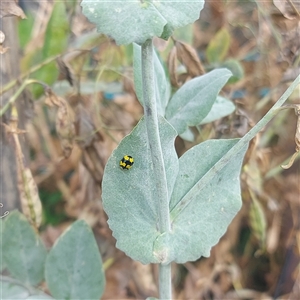 Illeis galbula (Fungus-eating Ladybird) at Kambah, ACT by GirtsO