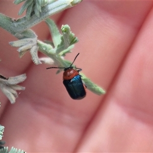 Aporocera (Aporocera) cyanipennis at suppressed - 1 Dec 2024