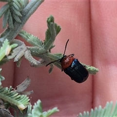 Aporocera (Aporocera) cyanipennis at suppressed - 1 Dec 2024