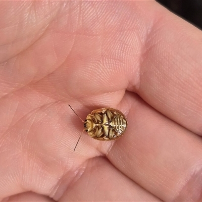 Paropsis marmorea (A leaf beetle) at Bungendore, NSW - 1 Dec 2024 by clarehoneydove