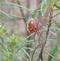 Paropsis marmorea at suppressed - 1 Dec 2024