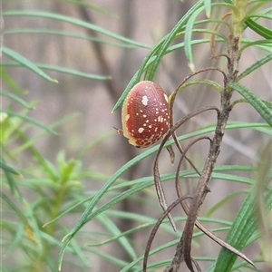 Paropsis marmorea at suppressed - 1 Dec 2024