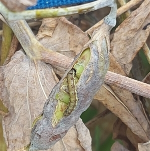 Helicoverpa (genus) (A bollworm) at Kambah, ACT by GirtsO