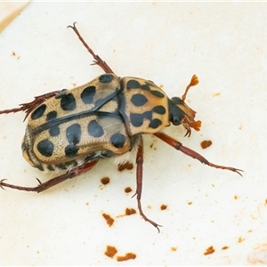 Neorrhina punctata (Spotted flower chafer) at Googong, NSW by WHall