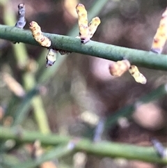 Leptomeria aphylla (Leafless Currant-Bush) at Fentons Creek, VIC - 30 Nov 2024 by KL