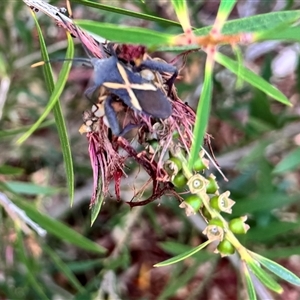 Mictis profana (Crusader Bug) at Mawson, ACT by clec