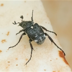 Microvalgus sp. (genus) at Googong, NSW - 1 Dec 2024