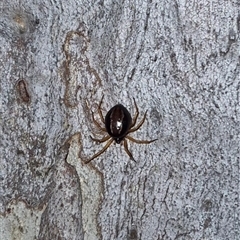 Euryopis umbilicata (Striped tick spider) at Bungendore, NSW - 1 Dec 2024 by clarehoneydove