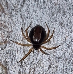 Euryopis umbilicata at Bungendore, NSW - suppressed