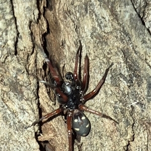 Storena cyanea (Ant-hunter spider) at Bungendore, NSW by clarehoneydove