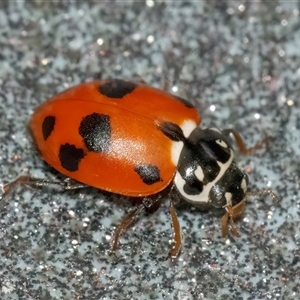 Hippodamia variegata (Spotted Amber Ladybird) at Googong, NSW by WHall