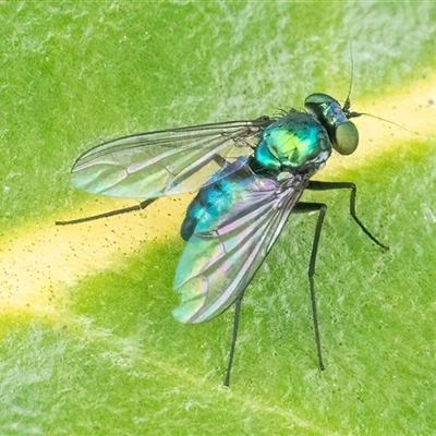 Dolichopodidae (family) (Unidentified Long-legged fly) at Googong, NSW - 1 Dec 2024 by WHall