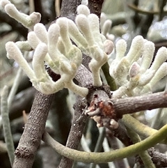 Amyema linophylla subsp. orientalis (Buloke Mistletoe) at Fentons Creek, VIC - 1 Dec 2024 by KL