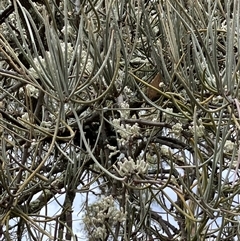 Amyema linophylla subsp. orientalis at Fentons Creek, VIC - suppressed