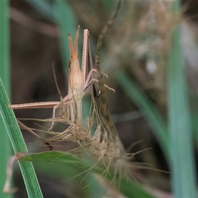 Acrida conica (Giant green slantface) at Googong, NSW - 1 Dec 2024 by WHall