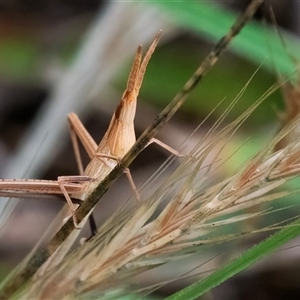 Acrida conica at Googong, NSW - 1 Dec 2024 02:53 PM