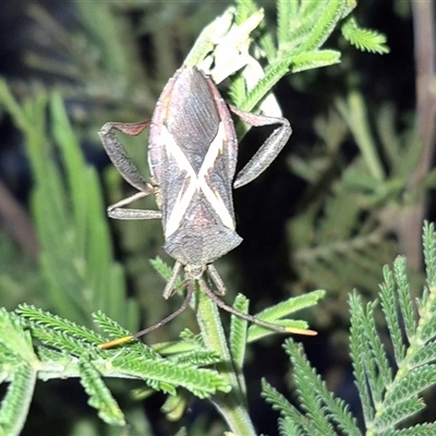 Mictis profana (Crusader Bug) at Bungendore, NSW - 1 Dec 2024 by clarehoneydove