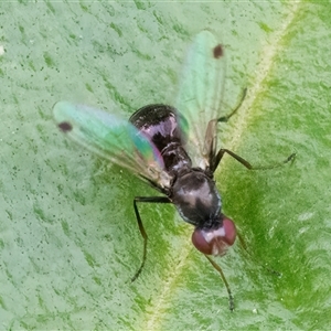 Parapalaeosepsis plebeia (Ant fly) at Googong, NSW by WHall