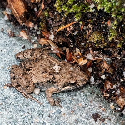 Crinia sp. (genus) (A froglet) at Googong, NSW - 1 Dec 2024 by WHall