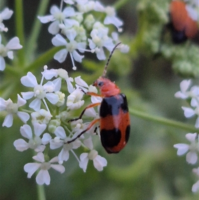 Aulacophora hilaris (Pumpkin Beetle) at Bungendore, NSW - 1 Dec 2024 by clarehoneydove