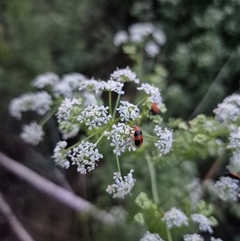 Aulacophora hilaris at Bungendore, NSW - suppressed