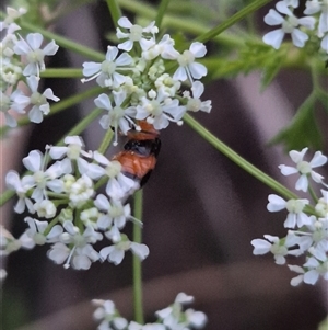 Aulacophora hilaris at Bungendore, NSW - suppressed