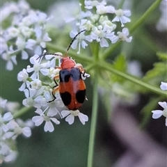 Aulacophora hilaris at Bungendore, NSW - suppressed