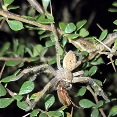 Neosparassus calligaster (Beautiful Badge Huntsman) at Bungendore, NSW - 1 Dec 2024 by clarehoneydove