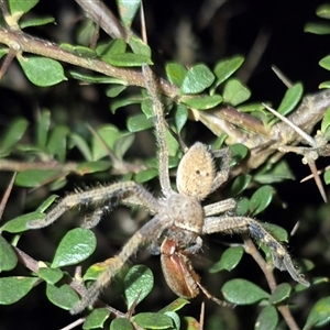 Neosparassus calligaster at Bungendore, NSW - suppressed