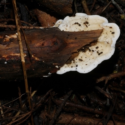 Byssomerulius corium at Freshwater Creek, VIC - 27 Jun 2020 by WendyEM