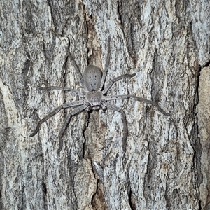 Isopeda canberrana (Canberra Huntsman Spider) at Bungendore, NSW by clarehoneydove