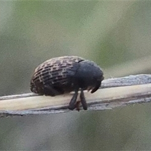 Melanterius maculatus (Acacia Seed Weevil) at Bungendore, NSW by clarehoneydove