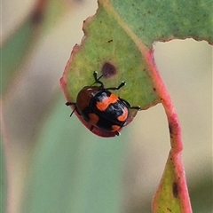 Ditropidus pulchellus (Leaf beetle) at Bungendore, NSW - 1 Dec 2024 by clarehoneydove