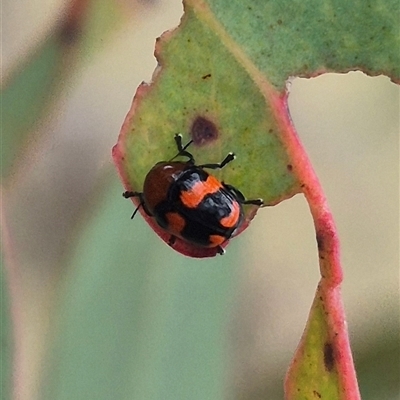 Ditropidus pulchellus (Leaf beetle) at Bungendore, NSW - 1 Dec 2024 by clarehoneydove