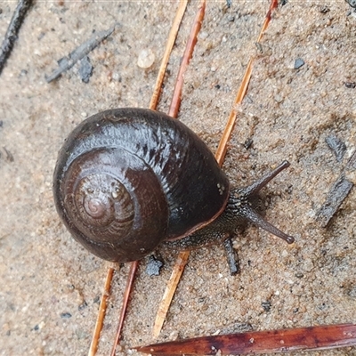 Sauroconcha sheai (Woronora Woodland Snail) at Penrose, NSW - 30 Nov 2024 by Aussiegall